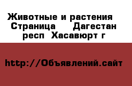  Животные и растения - Страница 5 . Дагестан респ.,Хасавюрт г.